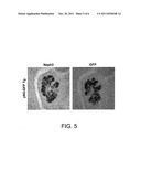 METHOD FOR OBTAINING PANCREATIC PROGENITOR CELL USING NEPH3 diagram and image