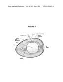 Novel Culture Systems for Ex Vivo Development diagram and image