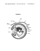 Novel Culture Systems for Ex Vivo Development diagram and image