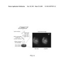 POLYMER-NANOSTRUCTURE COMPOSITION FOR SELECTIVE MOLECULAR RECOGNITION diagram and image