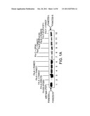 Methods and Compositions for the Diagnosis of Cancer Susceptibilities and     Defective DNA Repair Mechanisms and Treatment Thereof diagram and image