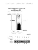 Methods and Compositions for the Diagnosis of Cancer Susceptibilities and     Defective DNA Repair Mechanisms and Treatment Thereof diagram and image