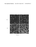 Multifunctional Degradable Nanoparticles with Control over Size and     Functionalities diagram and image