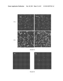 Multifunctional Degradable Nanoparticles with Control over Size and     Functionalities diagram and image