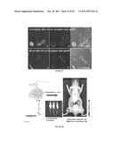 Multifunctional Degradable Nanoparticles with Control over Size and     Functionalities diagram and image