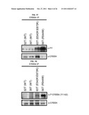 USE OF ERBB4 AS A PROGNOSTIC AND THERAPEUTIC MARKER FOR MELANOMA diagram and image