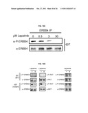 USE OF ERBB4 AS A PROGNOSTIC AND THERAPEUTIC MARKER FOR MELANOMA diagram and image