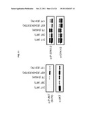 USE OF ERBB4 AS A PROGNOSTIC AND THERAPEUTIC MARKER FOR MELANOMA diagram and image