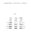 USE OF ERBB4 AS A PROGNOSTIC AND THERAPEUTIC MARKER FOR MELANOMA diagram and image