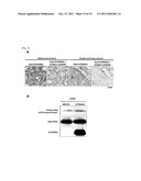 SYNGR4 FOR TARGET GENES OF CANCER THERAPY AND DIAGNOSIS diagram and image