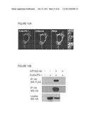 STING (STIMULATOR OF INTERFERON GENES), A REGULATOR OF INNATE IMMUNE     RESPONSES diagram and image