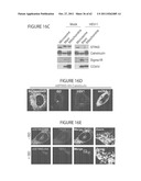 STING (STIMULATOR OF INTERFERON GENES), A REGULATOR OF INNATE IMMUNE     RESPONSES diagram and image