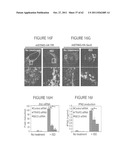 STING (STIMULATOR OF INTERFERON GENES), A REGULATOR OF INNATE IMMUNE     RESPONSES diagram and image