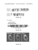 STING (STIMULATOR OF INTERFERON GENES), A REGULATOR OF INNATE IMMUNE     RESPONSES diagram and image