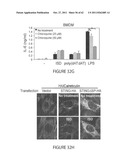 STING (STIMULATOR OF INTERFERON GENES), A REGULATOR OF INNATE IMMUNE     RESPONSES diagram and image