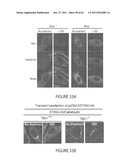 STING (STIMULATOR OF INTERFERON GENES), A REGULATOR OF INNATE IMMUNE     RESPONSES diagram and image