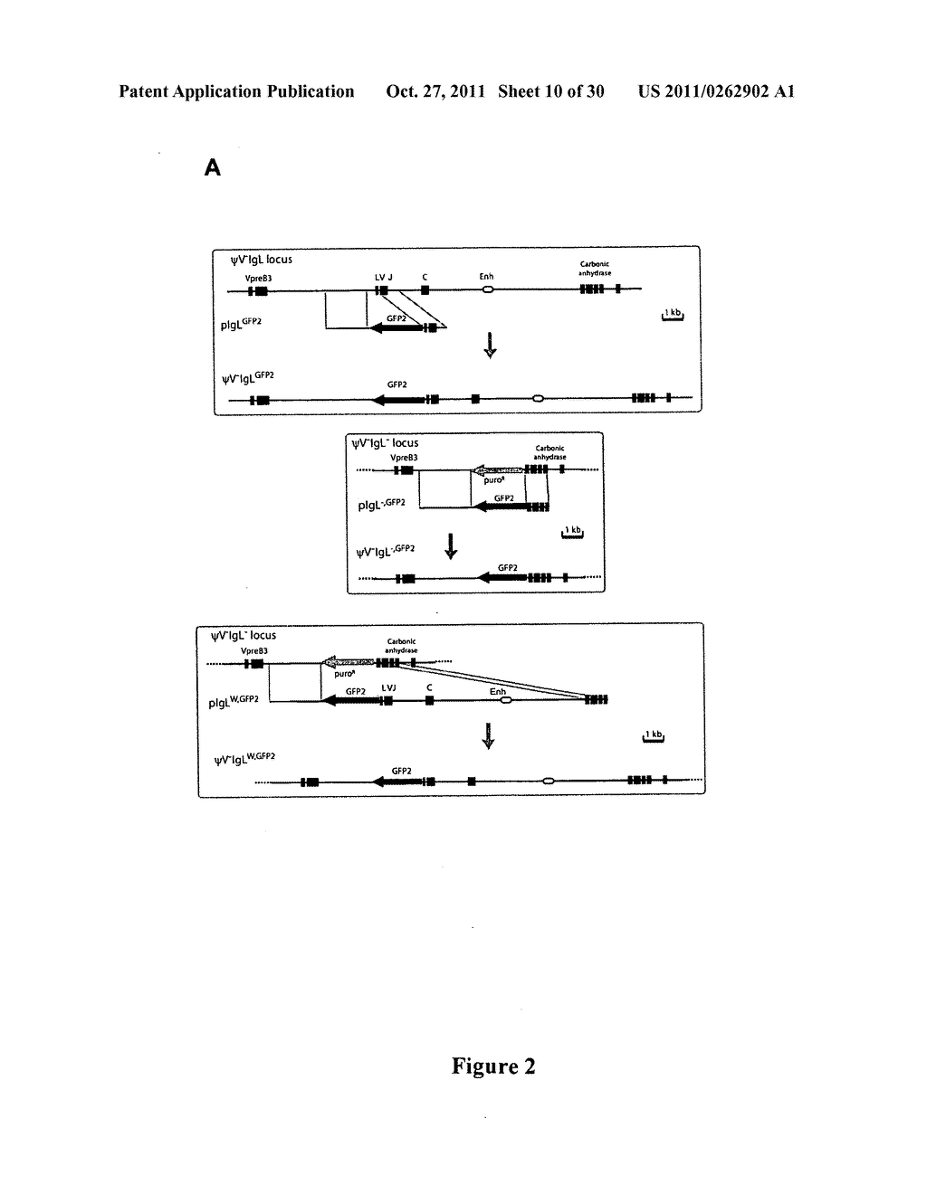 CIS-ACTING DIVERSIFICATION ACTIVATOR AND METHOD FOR SELECTIVE     DIVERSIFICATION OF NUCLEIC ACIDS - diagram, schematic, and image 11