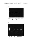 METHOD FOR MEASURING DNA METHYLATION diagram and image