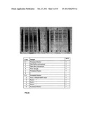 Screening and Treatment Methods Using IGS5 Enzymes of the Metalloprotease     Family diagram and image