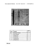 Screening and Treatment Methods Using IGS5 Enzymes of the Metalloprotease     Family diagram and image