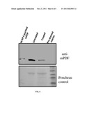 Microbacterial Peptide Deformylase diagram and image