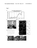 Expansion of Embryonic Stem Cells diagram and image