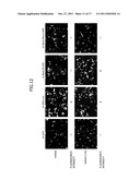 Construction of Protein-Responsive shRNA/RNAi Control System Using RNP     Motif diagram and image