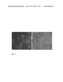 Screening Assay for Insecticides diagram and image