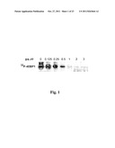 Inhibitors of PIM-1 Protein Kinases, Compositions and Methods for Treating     Prostate Cancer diagram and image