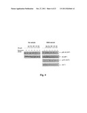 Inhibitors of PIM-1 Protein Kinases, Compositions and Methods for Treating     Prostate Cancer diagram and image