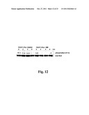 Inhibitors of PIM-1 Protein Kinases, Compositions and Methods for Treating     Prostate Cancer diagram and image