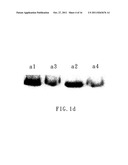 SMALL INTERFERING RNA FOR GENE KNOCKDOWN OF THE SUBCUTANEOUS     N-METHYL-D-ASPARTATE RECEPTOR NR1 SUBUNIT, AND IT S APPLICATION ON     PHARMACEUTICS diagram and image