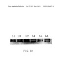 SMALL INTERFERING RNA FOR GENE KNOCKDOWN OF THE SUBCUTANEOUS     N-METHYL-D-ASPARTATE RECEPTOR NR1 SUBUNIT, AND IT S APPLICATION ON     PHARMACEUTICS diagram and image