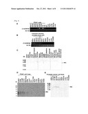 C12ORF48 AS A TARGET GENE FOR CANCER THERAPY AND DIAGNOSIS diagram and image