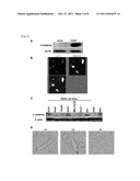 C12ORF48 AS A TARGET GENE FOR CANCER THERAPY AND DIAGNOSIS diagram and image