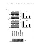 C12ORF48 AS A TARGET GENE FOR CANCER THERAPY AND DIAGNOSIS diagram and image