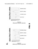 Organic Compositions to Treat Beta-ENaC-Related Diseases diagram and image