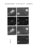 AKT Ligands and Polynucleotides Encoding AKT Ligands diagram and image