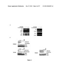 CELASTROL, GEDUNIN, AND DERIVATIVES THEREOF AS HSP90 INHIBITORS diagram and image