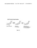 CELASTROL, GEDUNIN, AND DERIVATIVES THEREOF AS HSP90 INHIBITORS diagram and image