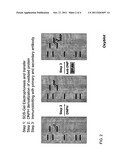 Methods of Reducing Oxidative Modification of a Muscle Cell Protein diagram and image