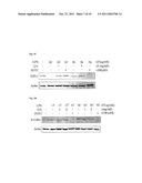 METHOD FOR ENHANCING THE DNA REPAIR PROCESS, TREATING DISORDERS ASSOCIATED     WITH THE DNA REPAIR PROCESS, ENHANCING ANTITUMOR RESPONSE AND TREATING     DISORDERS ASSOCIATED WITH ANTI-TUMOR RESPONSE IN MAMMALS BY ADMINISTERING     PRUIFIED QUINIC ACID AND/OR CARBOXY ALKYL ESTER diagram and image