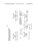 METHODS FOR MODIFYING HUMAN ANTIBODIES BY GLYCAN ENGINEERING diagram and image