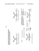 METHODS FOR MODIFYING HUMAN ANTIBODIES BY GLYCAN ENGINEERING diagram and image