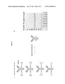 METHODS FOR MODIFYING HUMAN ANTIBODIES BY GLYCAN ENGINEERING diagram and image