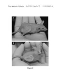 ENGINEERED CRANIOFACIAL CONSTRUCTS WITH COMPOSITE SCAFFOLD diagram and image