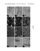 ENGINEERED CRANIOFACIAL CONSTRUCTS WITH COMPOSITE SCAFFOLD diagram and image