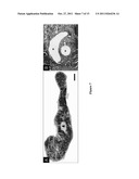 ENGINEERED CRANIOFACIAL CONSTRUCTS WITH COMPOSITE SCAFFOLD diagram and image