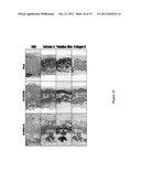 ENGINEERED CRANIOFACIAL CONSTRUCTS WITH COMPOSITE SCAFFOLD diagram and image