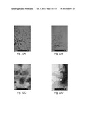 PEPTIDE NANOSTRUCTURES ENCAPSULATING A FOREIGN MATERIAL AND METHOD OF     MANUFACTURING SAME diagram and image